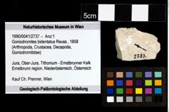 Foto (Objekt + Etiketten) von Goniodromites bidentatus (Reuss, 1858) 